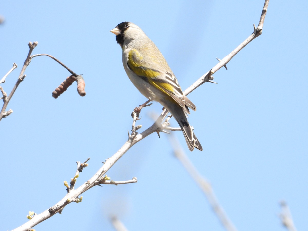 Lawrence's Goldfinch - ML618294301