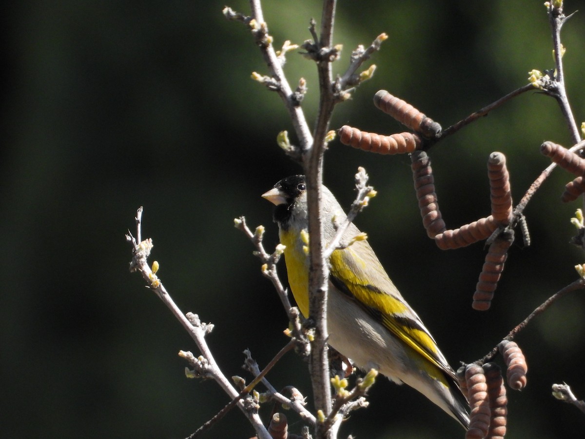 Lawrence's Goldfinch - ML618294302