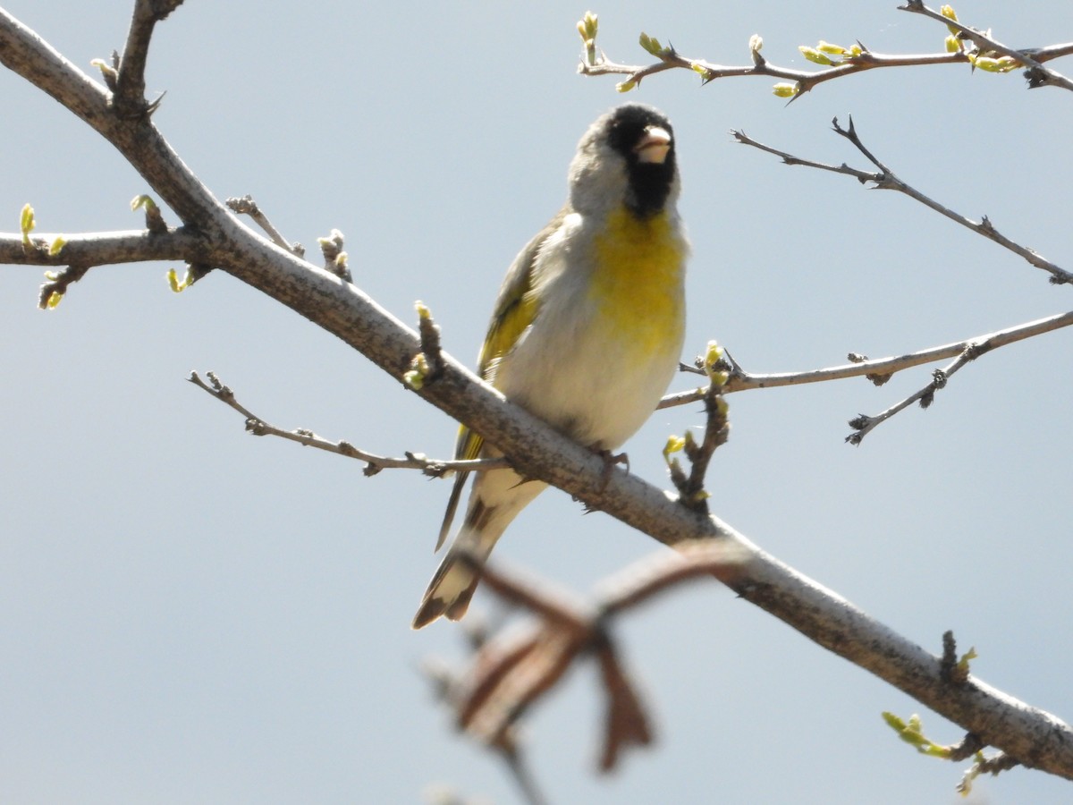 Lawrence's Goldfinch - ML618294304