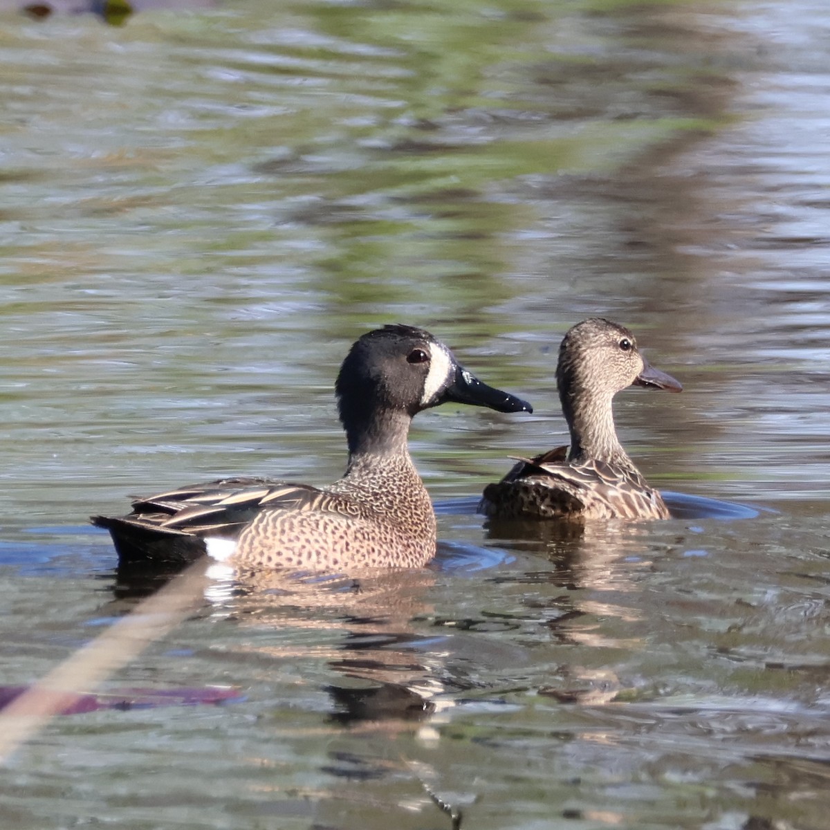 Blue-winged Teal - Nathan Stimson
