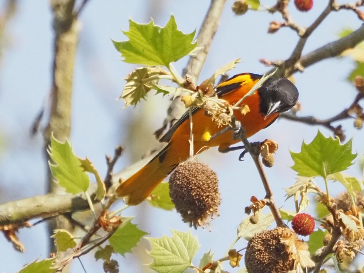 Baltimore Oriole - Luc and Therese Jacobs