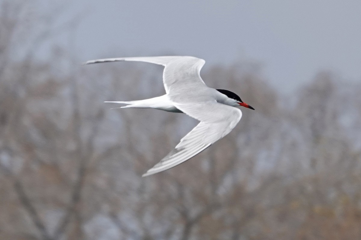 Common Tern - mc coburn