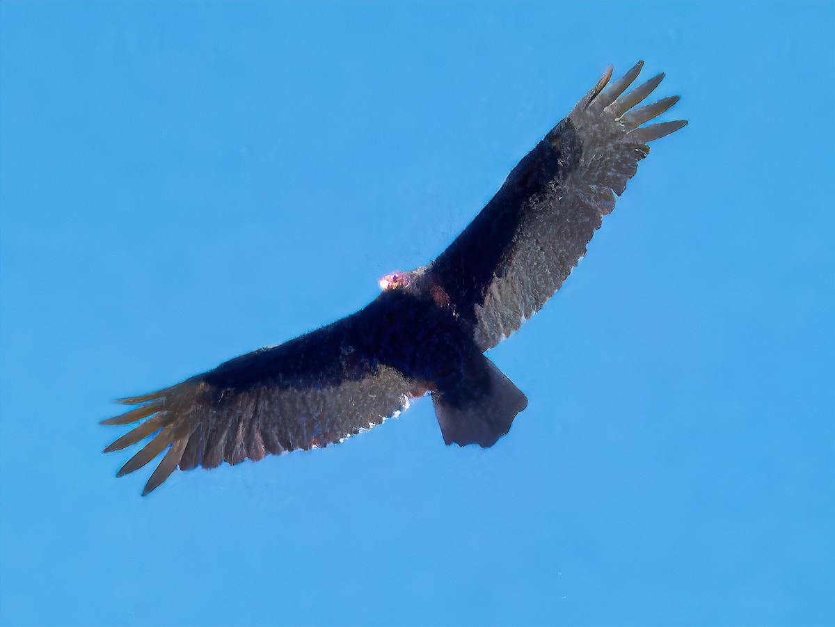 Turkey Vulture - ML618294347