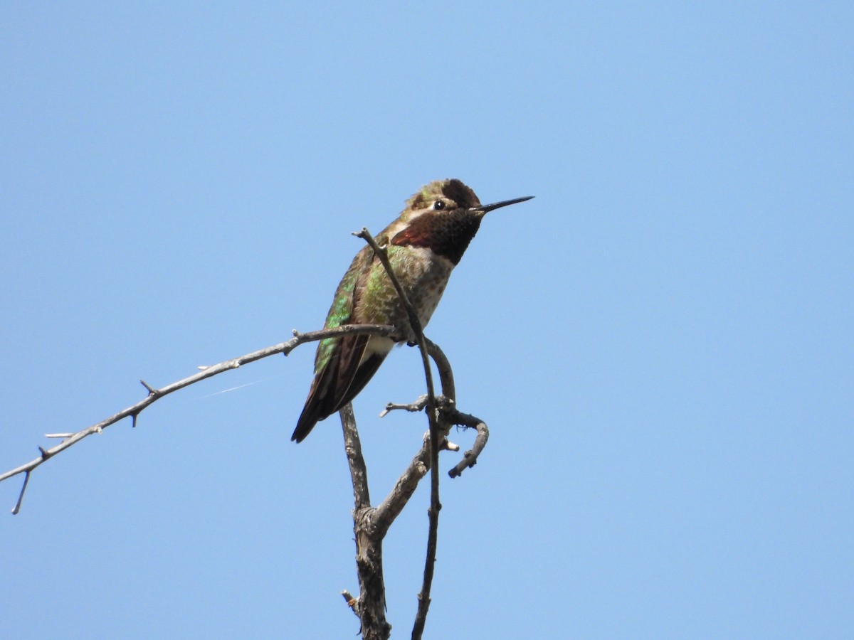 Anna's Hummingbird - ML618294353