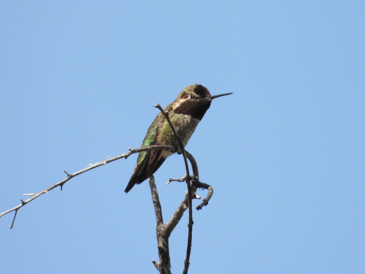 Anna's Hummingbird - ML618294354