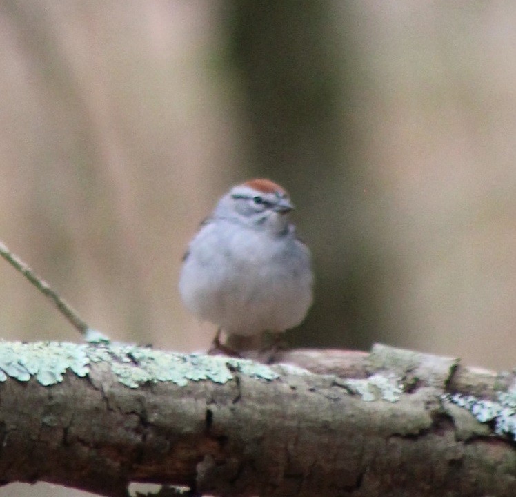 Chipping Sparrow - ML618294355