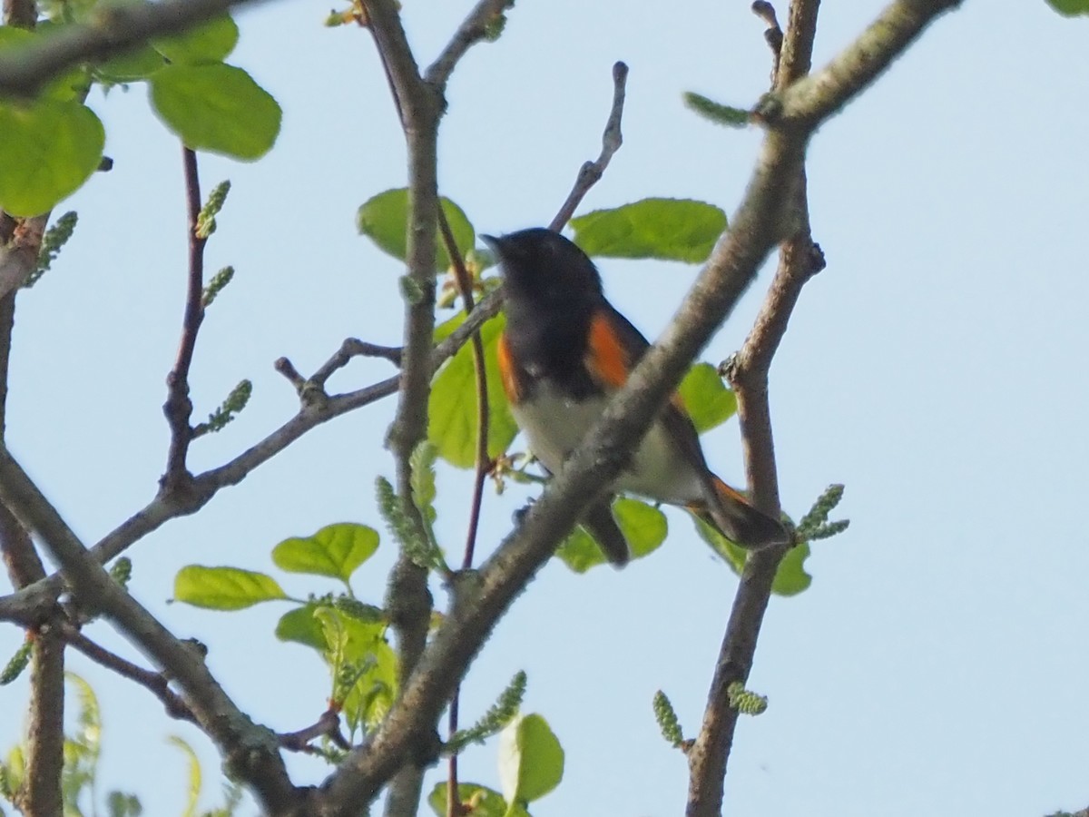 American Redstart - Luc and Therese Jacobs