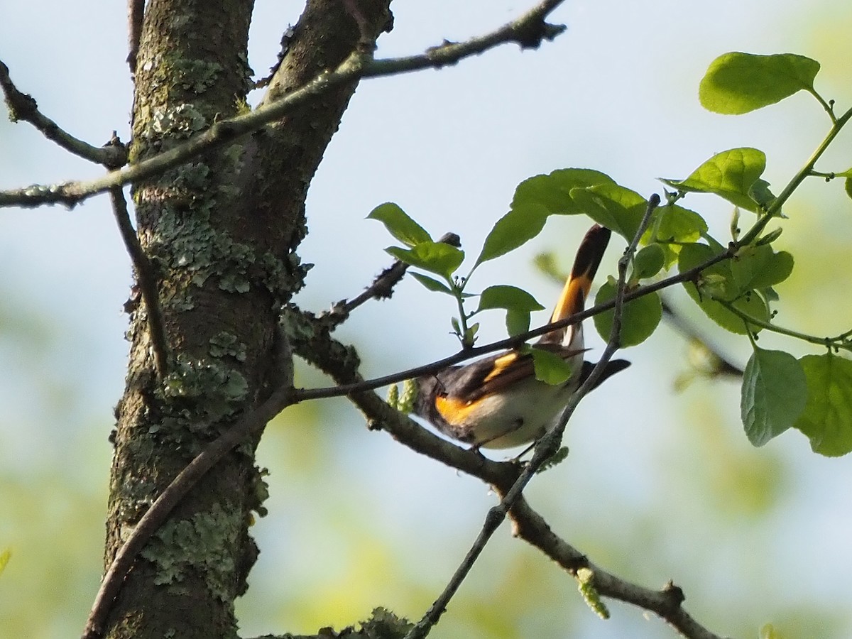 American Redstart - Luc and Therese Jacobs