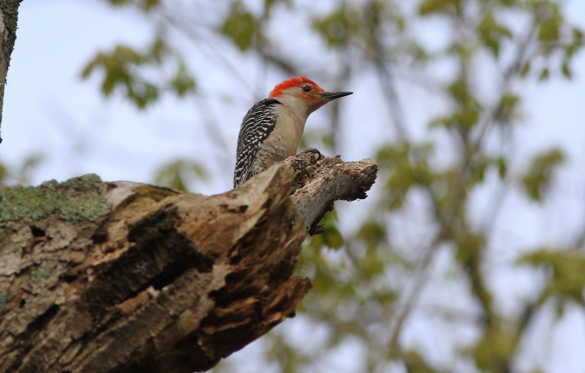 Red-bellied Woodpecker - Chuck Imbergamo