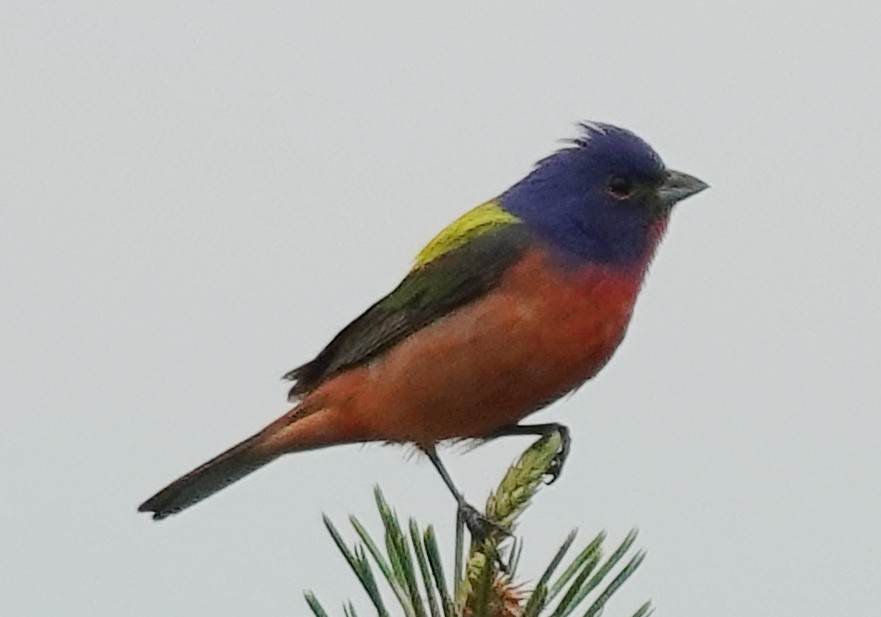 Painted Bunting - ML618294380