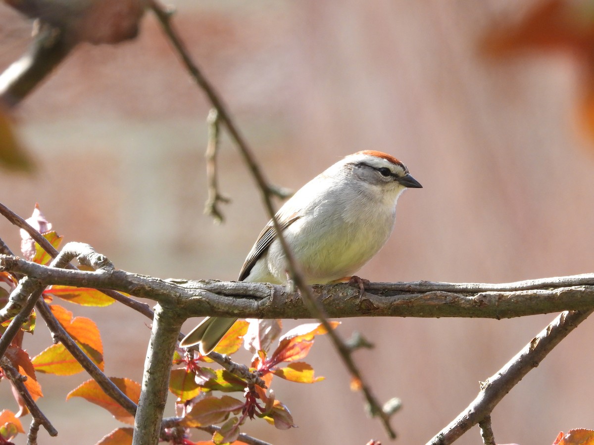 Chipping Sparrow - ML618294395