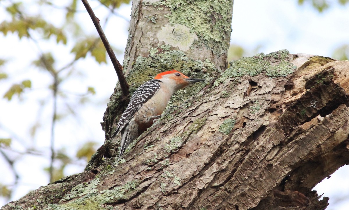Red-bellied Woodpecker - Chuck Imbergamo