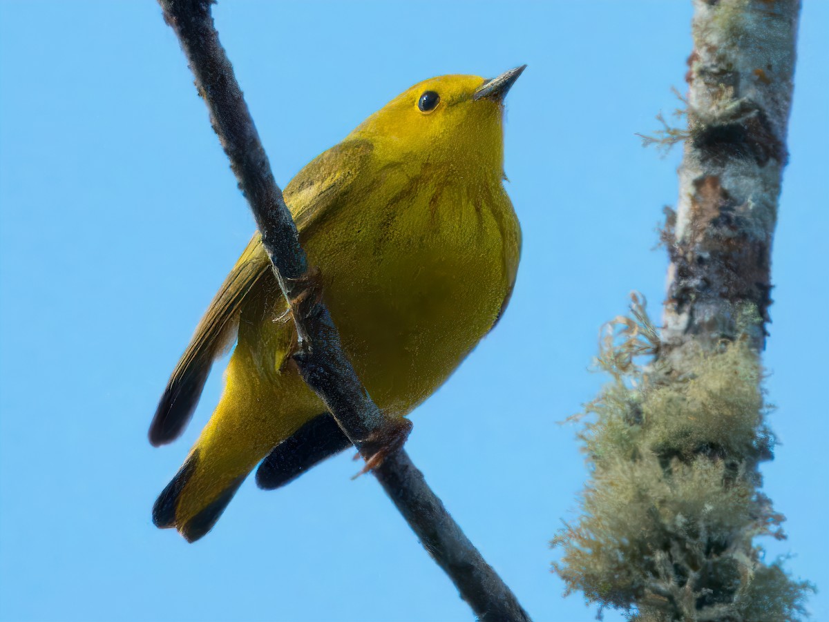 Yellow Warbler - Dan Tallman