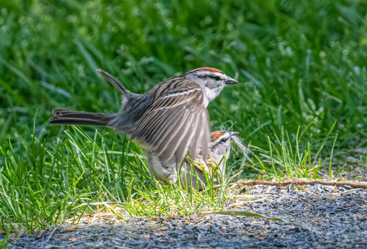 Chipping Sparrow - Bert Filemyr