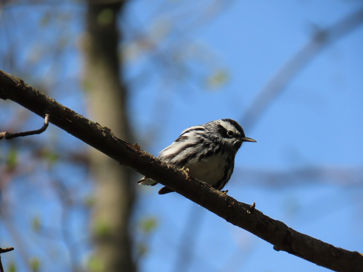 Black-and-white Warbler - ML618294427