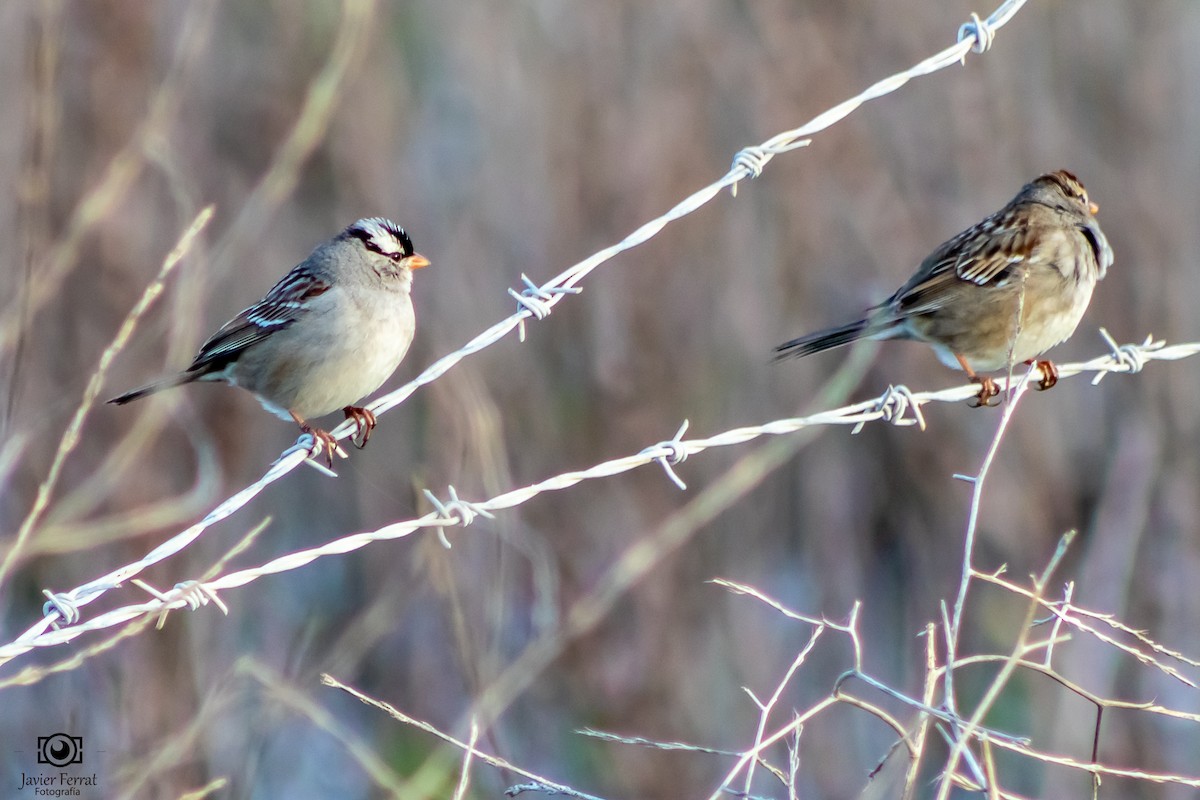 Golden-crowned Sparrow - ML618294433