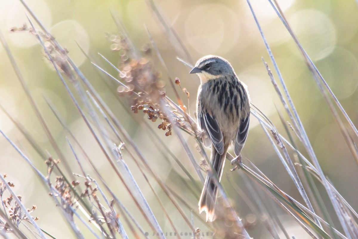 Long-tailed Reed Finch - ML618294436