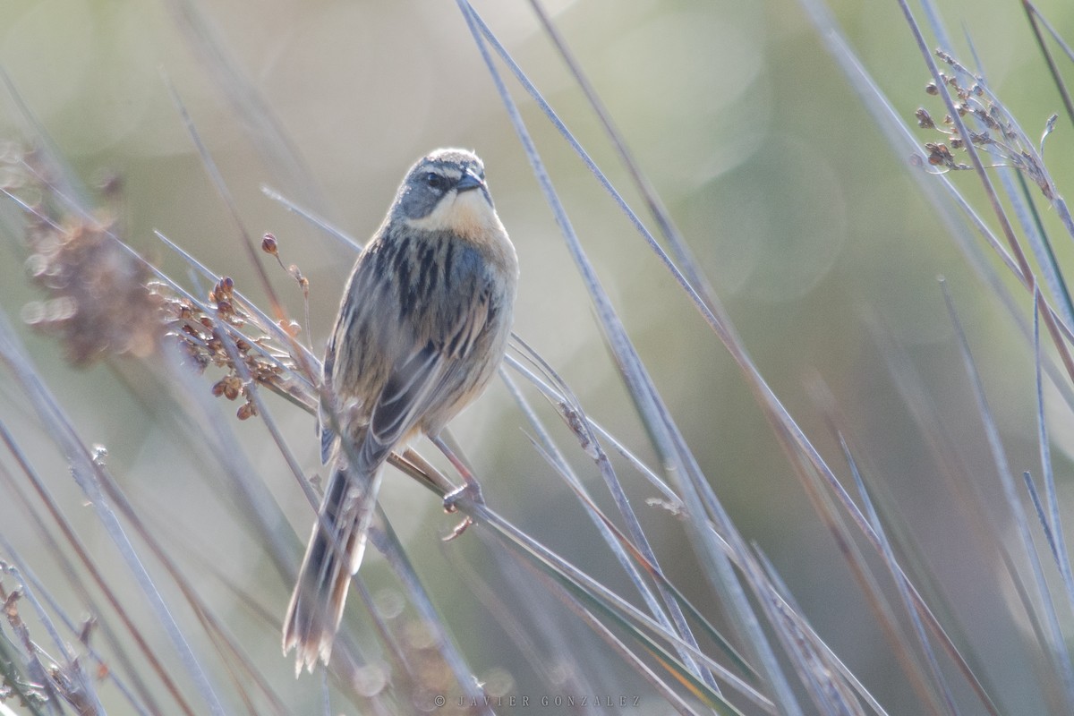 Long-tailed Reed Finch - ML618294437