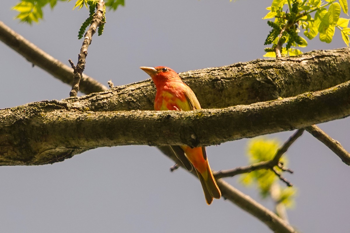 Summer Tanager - Peter  Dy-Liacco