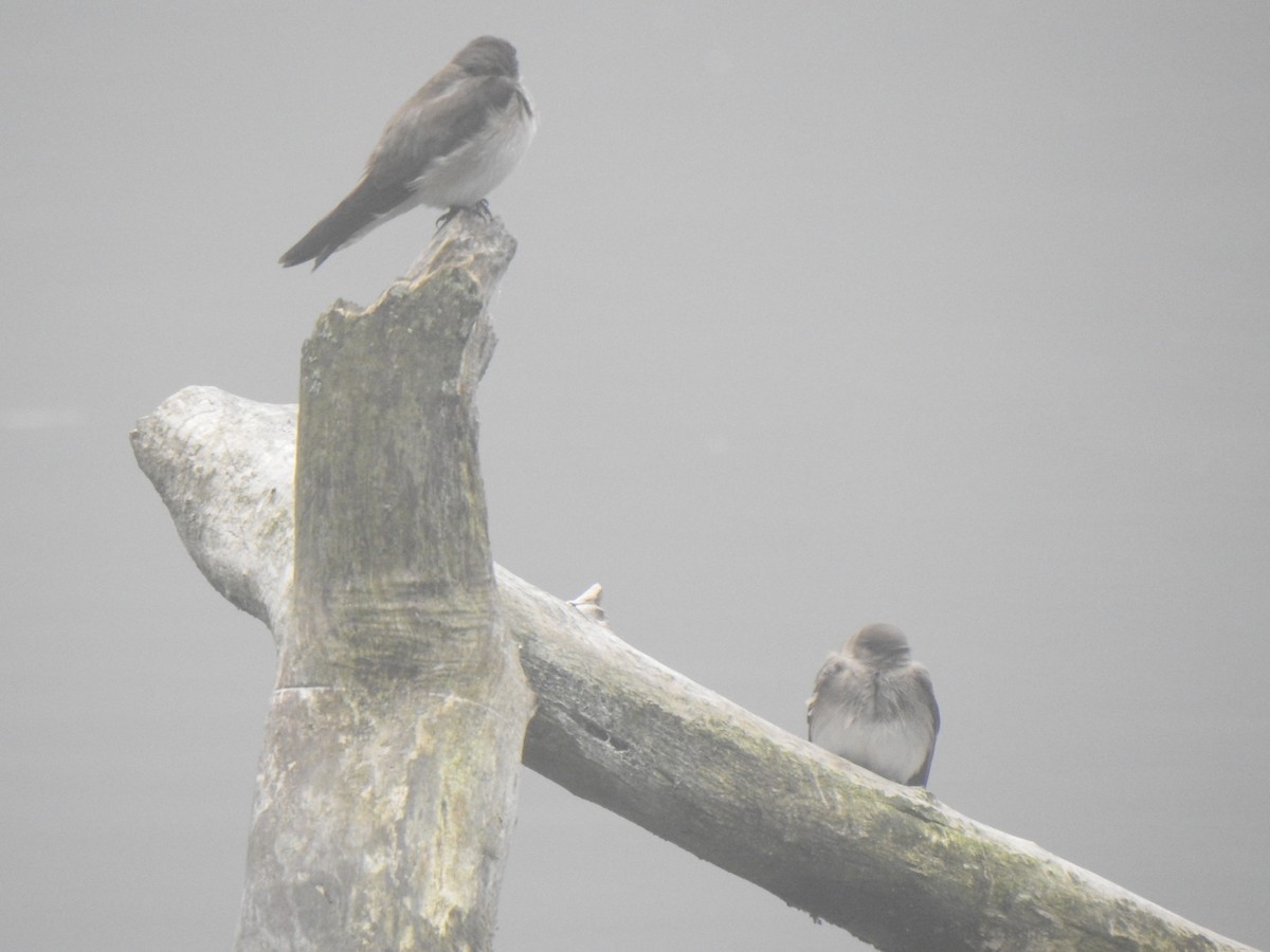 Northern Rough-winged Swallow - Tim Martin