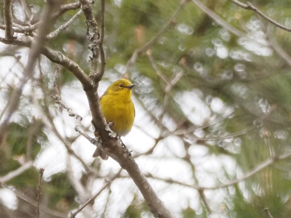 Pine Warbler - Luc and Therese Jacobs