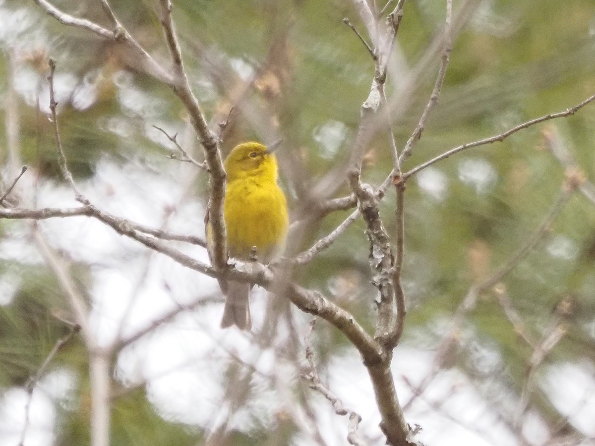 Pine Warbler - Luc and Therese Jacobs