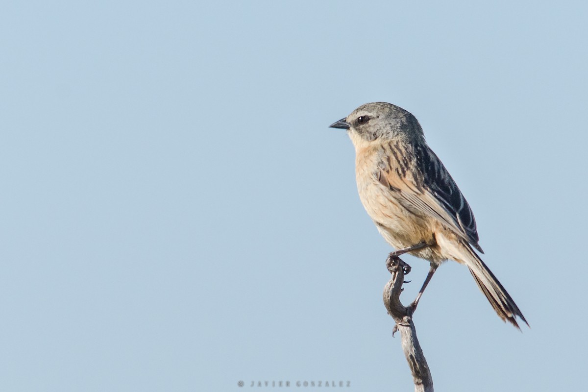 Long-tailed Reed Finch - ML618294507