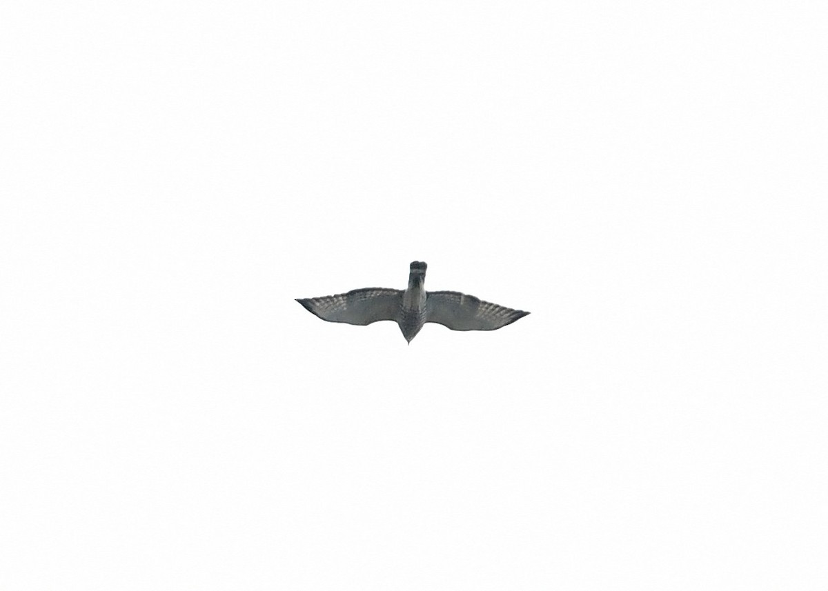 Broad-winged Hawk - ML618294509