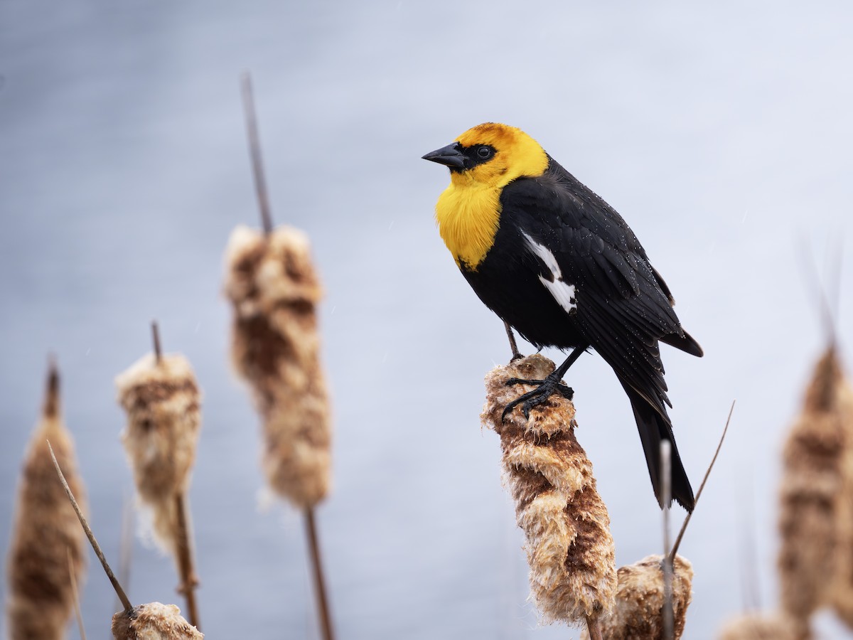 Yellow-headed Blackbird - Colin Koerselman