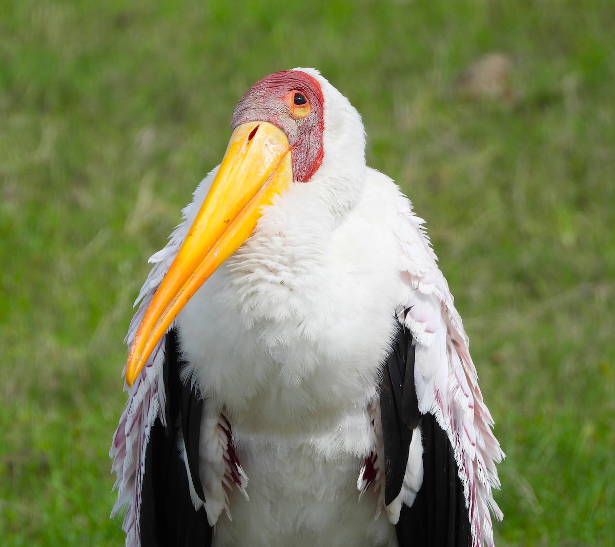 Yellow-billed Stork - ML618294517