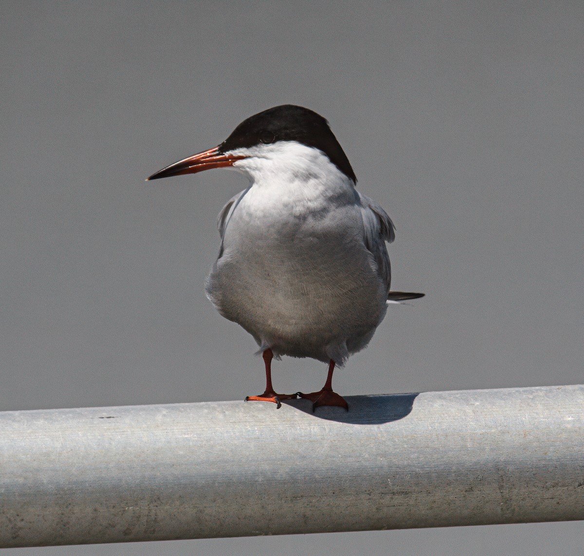 Common Tern - Bert Filemyr
