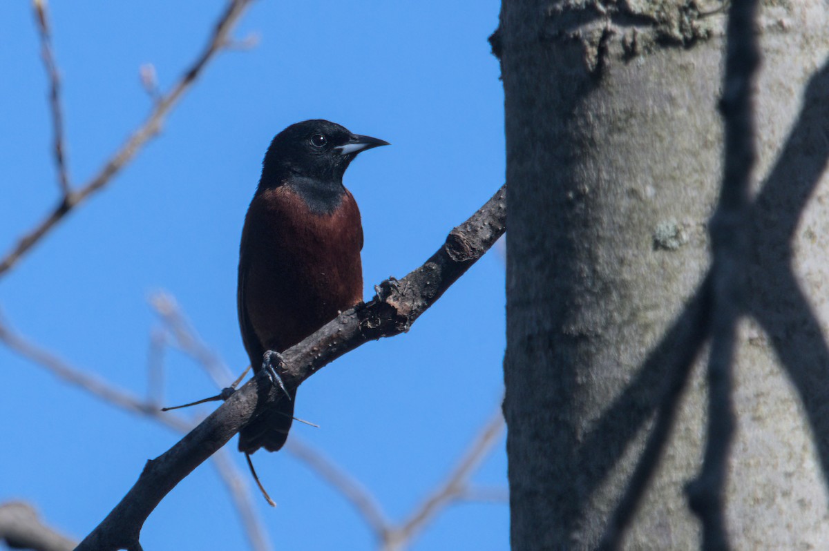 Orchard Oriole - ML618294554