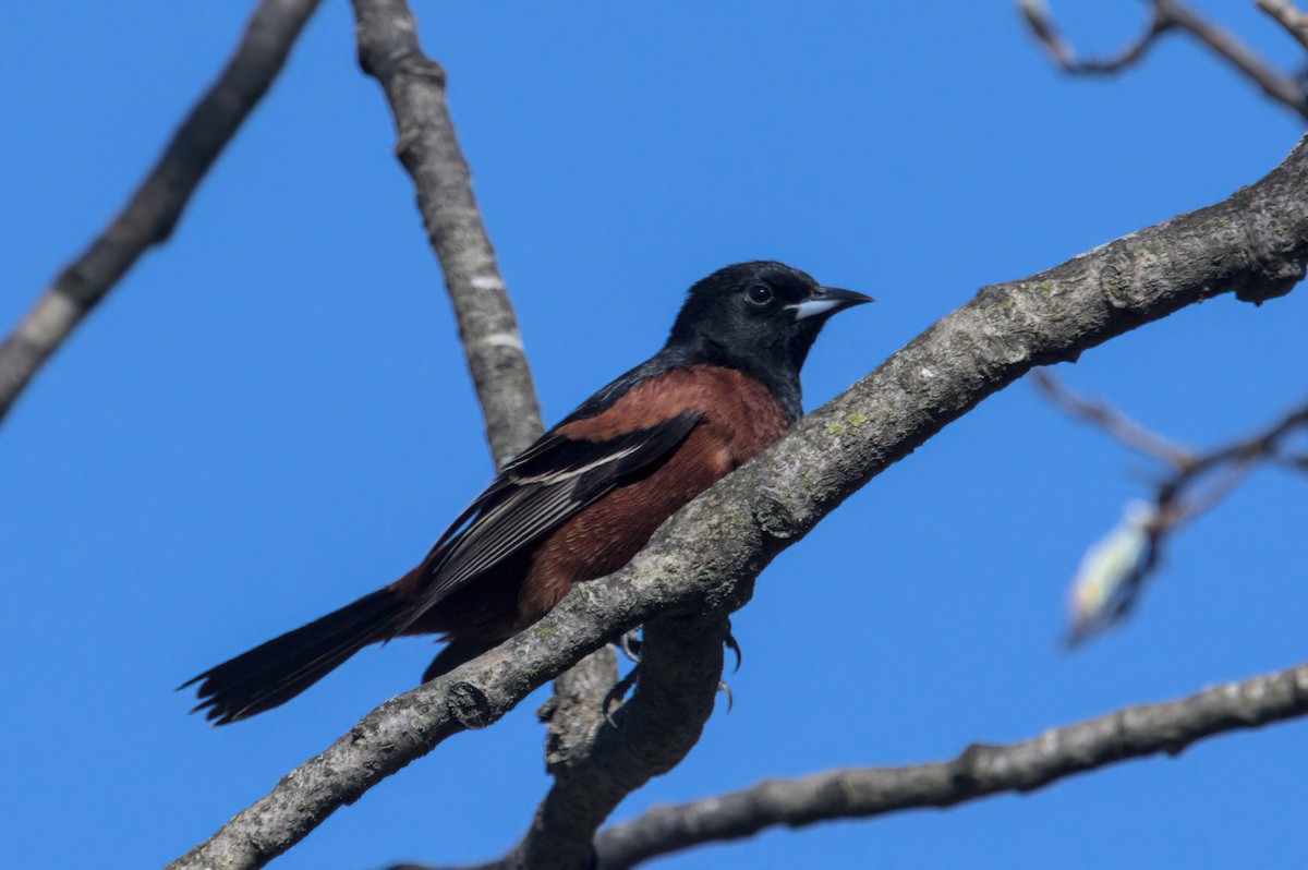 Orchard Oriole - ML618294555