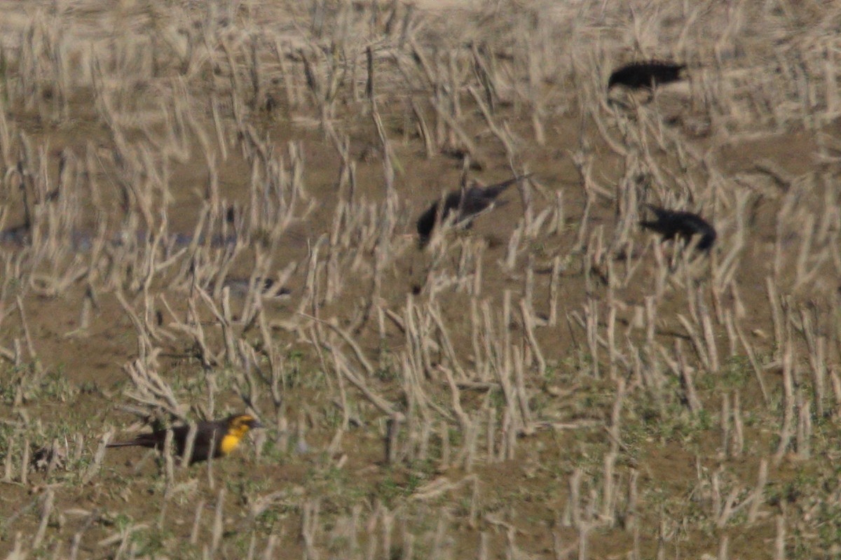 Yellow-headed Blackbird - ML618294561