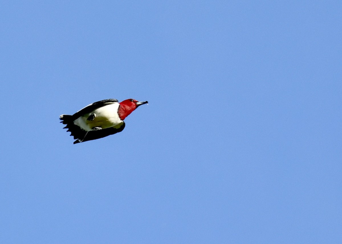 Red-headed Woodpecker - Nikhil Kumaranayagam