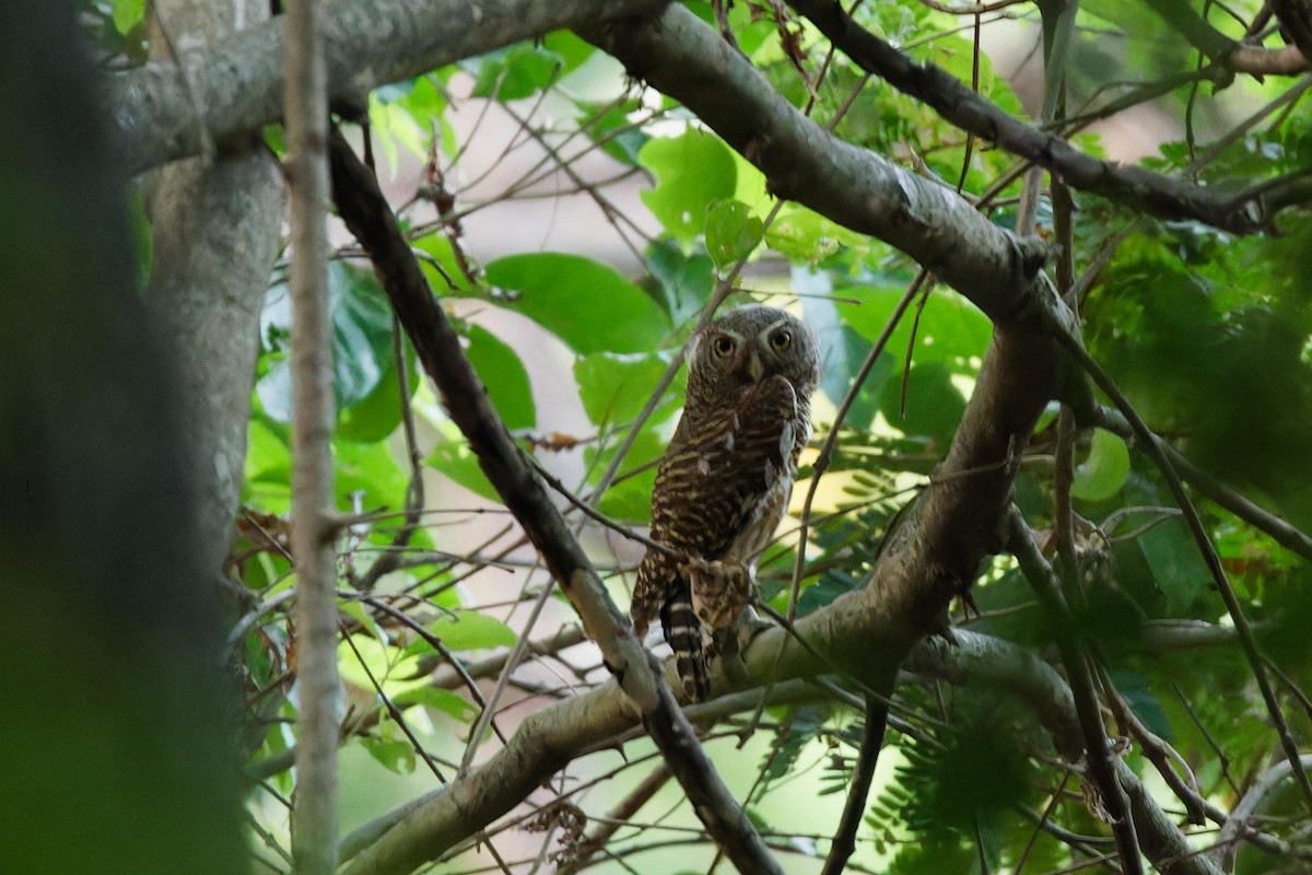 Asian Barred Owlet - ML618294592