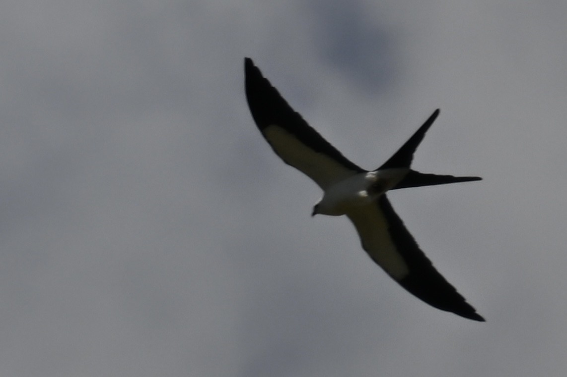 Swallow-tailed Kite - Deborah Penrose