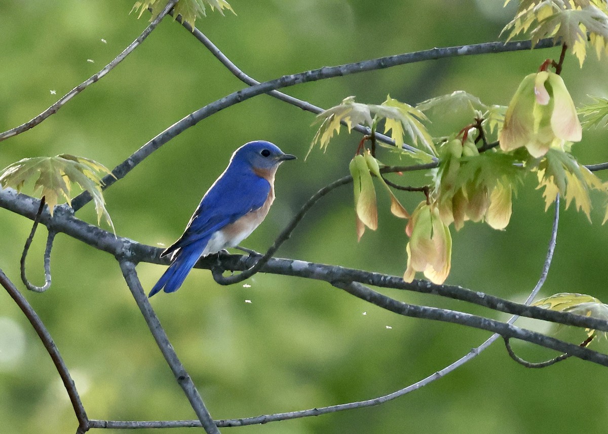 Eastern Bluebird - Nikhil Kumaranayagam