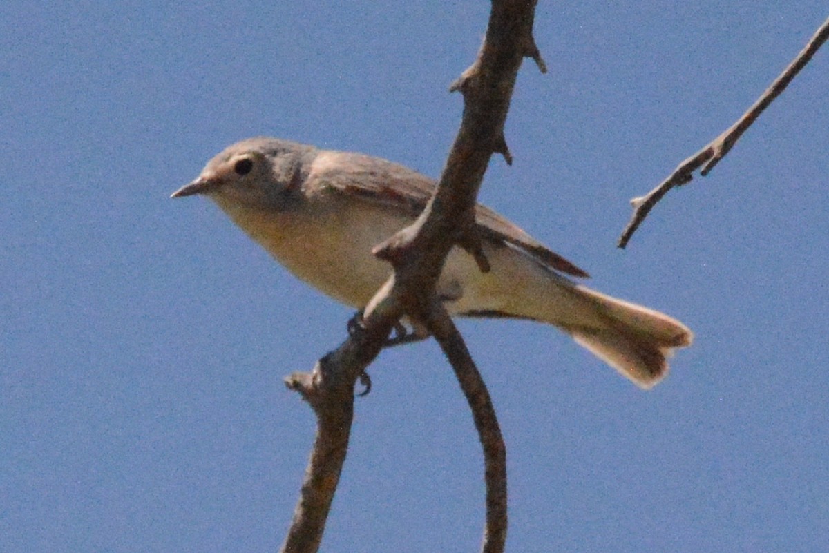 Lucy's Warbler - ML618294628