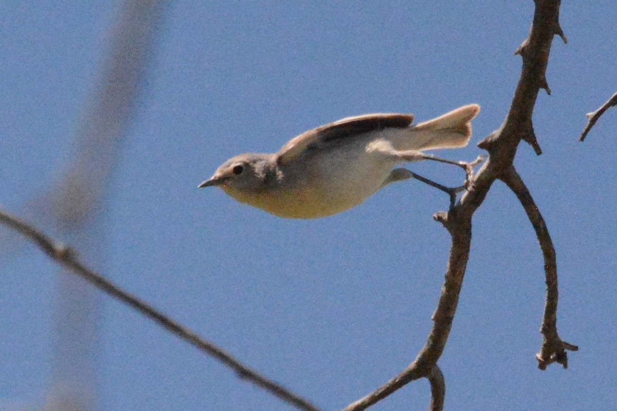 Lucy's Warbler - ML618294630