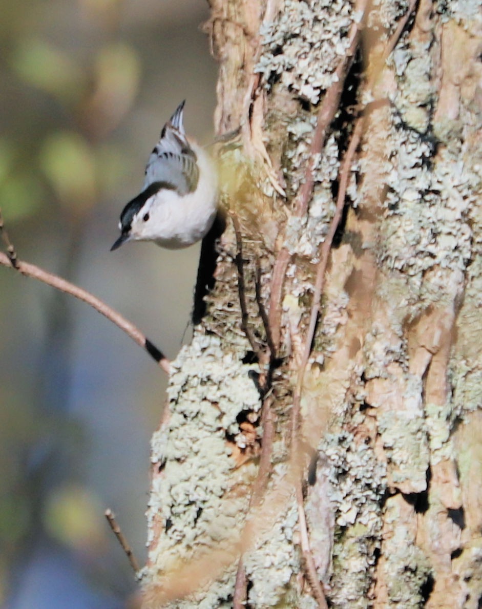 White-breasted Nuthatch - ML618294638