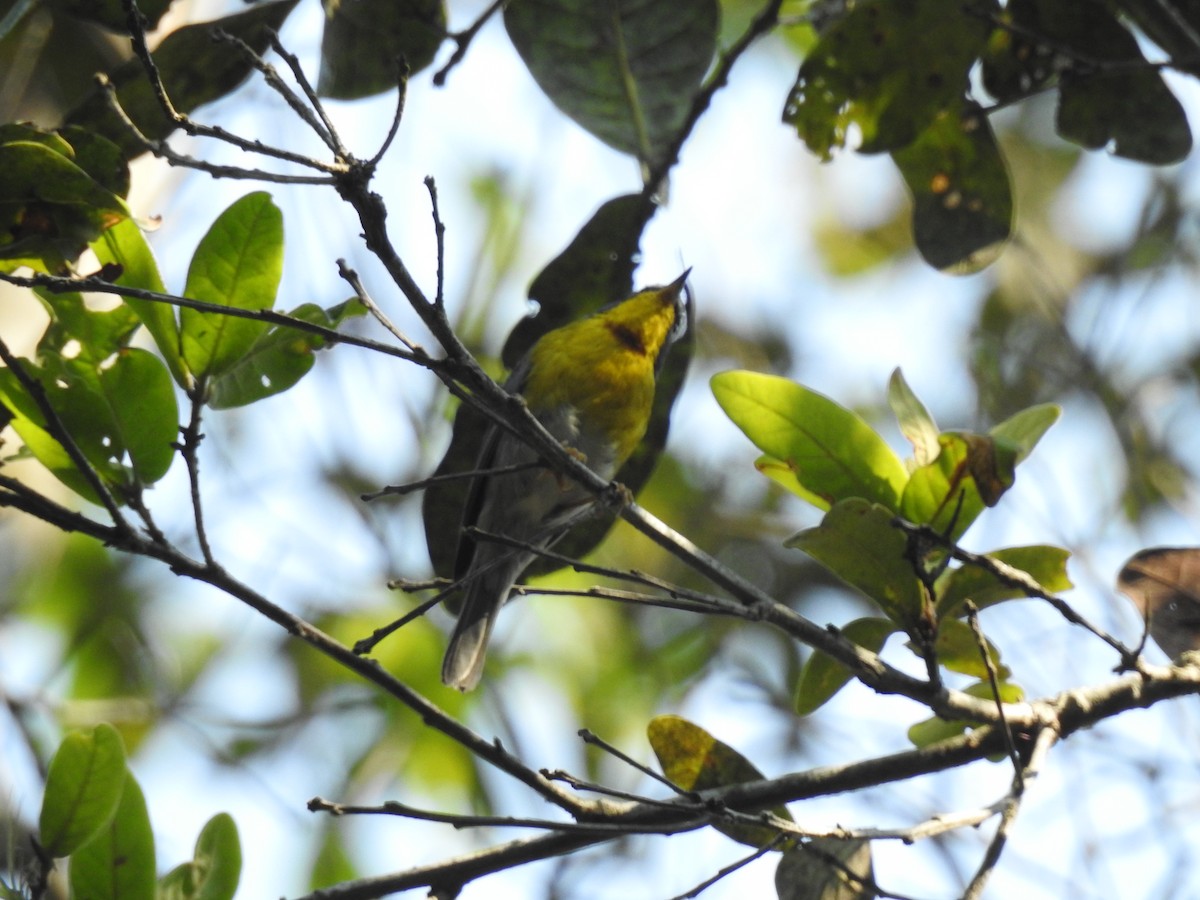 Crescent-chested Warbler - ML618294677