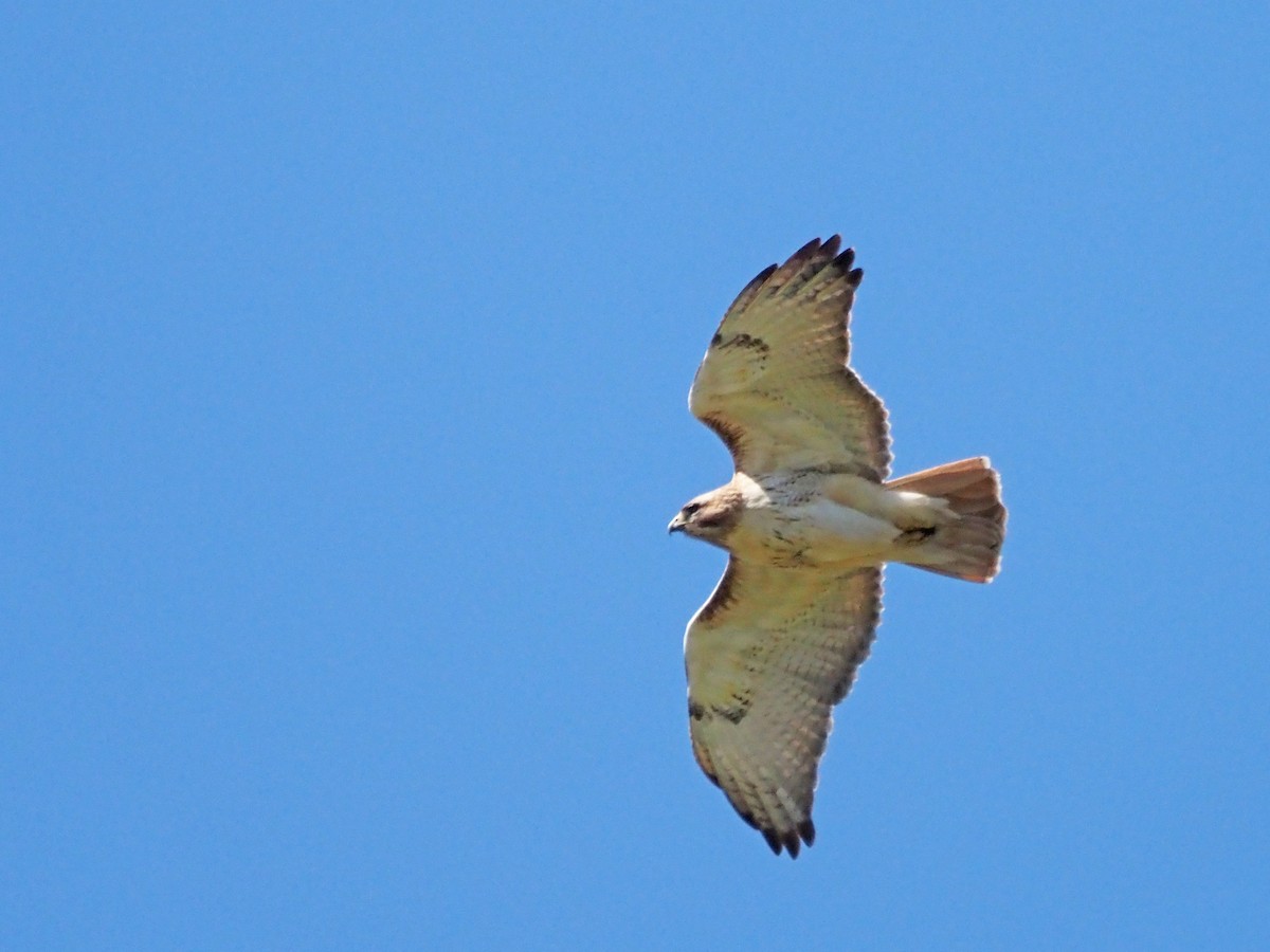Red-tailed Hawk - Luc and Therese Jacobs