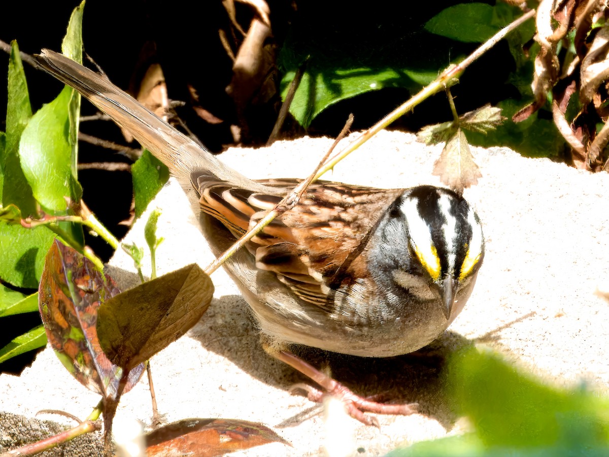 White-throated Sparrow - Dan Tallman