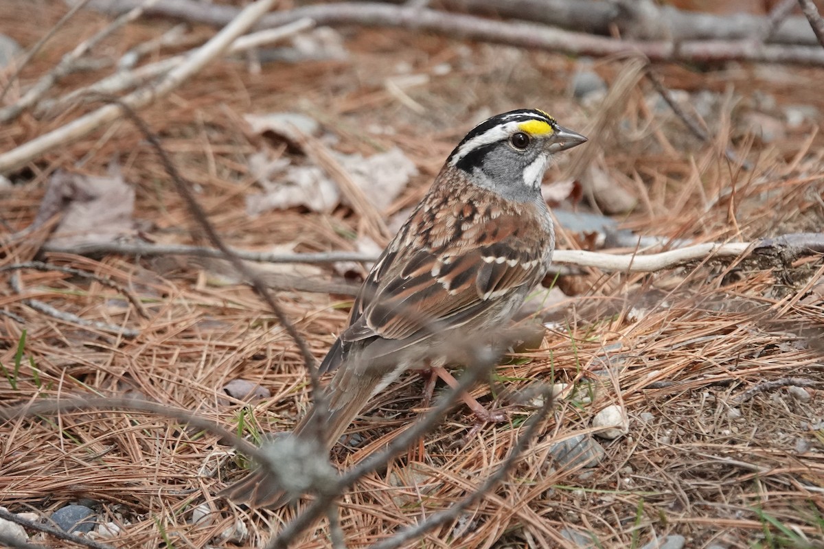 White-throated Sparrow - ML618294695