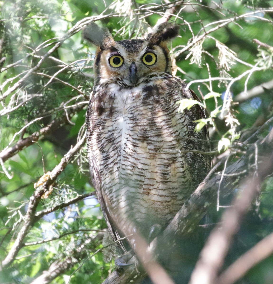 Great Horned Owl - Stephen Price
