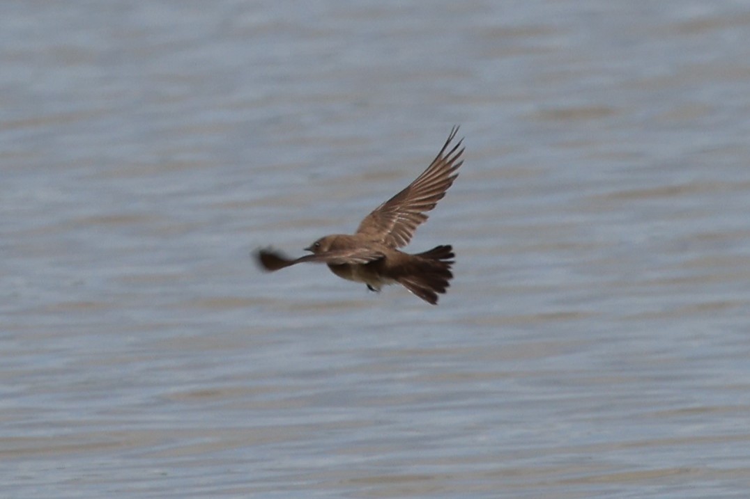 Northern Rough-winged Swallow - ML618294740
