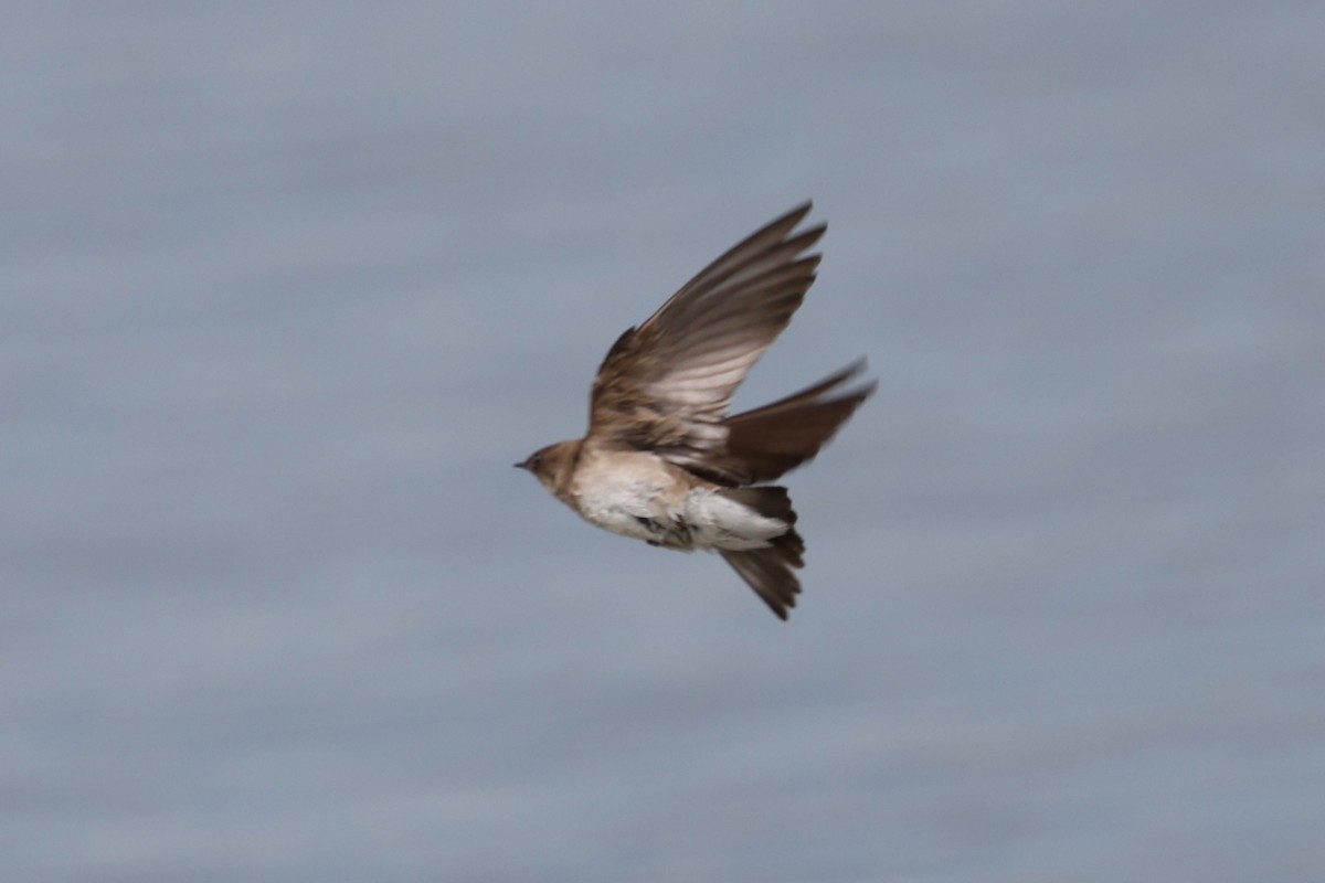 Northern Rough-winged Swallow - Peter Veighey