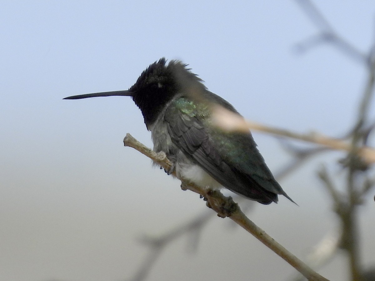 Black-chinned Hummingbird - ML618294758