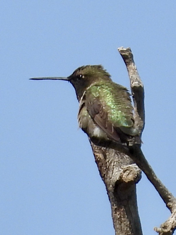 Black-chinned Hummingbird - ML618294759